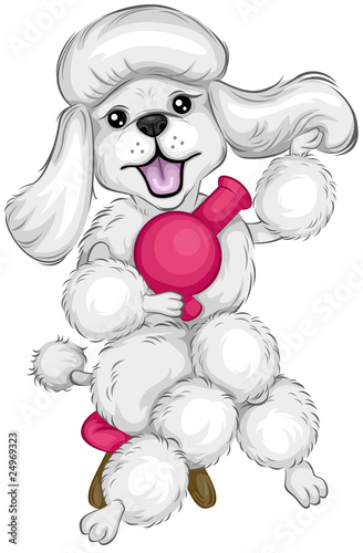 Poodle Grooming