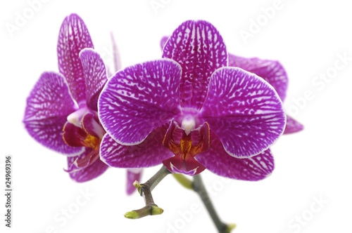 Close up of a pink orchid - isolated on white - high key image