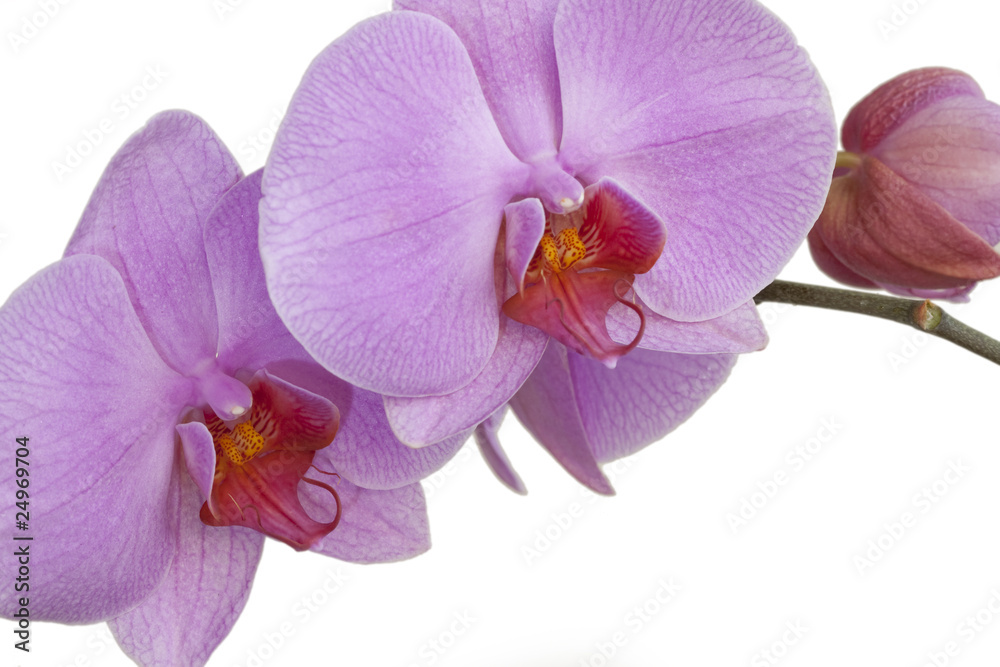 Obraz premium orchid