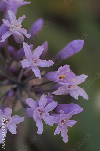 Little pink flowers