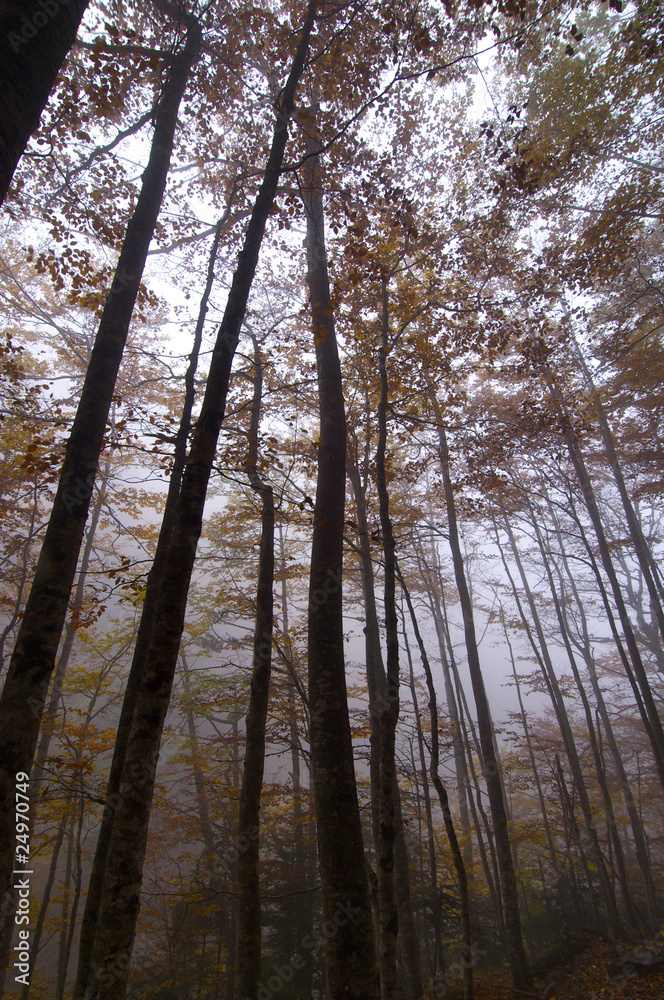 Naklejka premium fog in Ordesa, Pyrenees, Spain