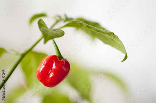 Chili Scotch Bonnet rot photo