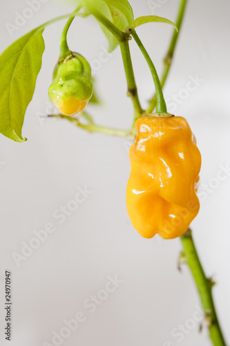 Chili Scotch Bonnet gelb