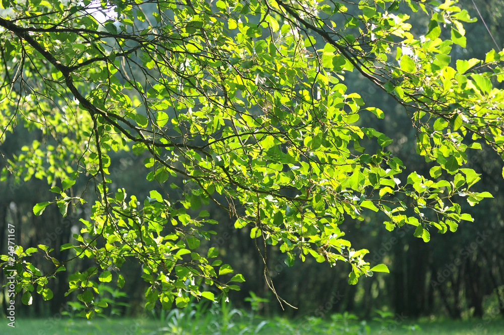 pioppi alberi 1081 pioppi alberi 1081