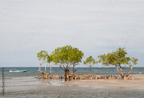 Landscape with trees and ocean photo