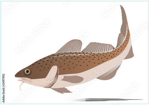 Süßwasserfisch