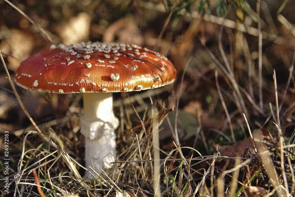 autumn mushroom (Amanita muscaria)