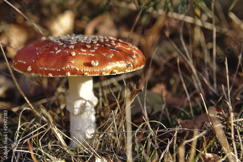 autumn mushroom (Amanita muscaria)