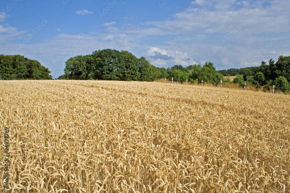 Fototapeta premium Erntereifes Getreidefeld in Norddeutschland (Weizen)
