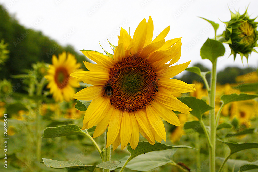 Tournesol_3 Tournesol_3