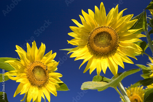Fototapeta Naklejka Na Ścianę i Meble -  girasoli