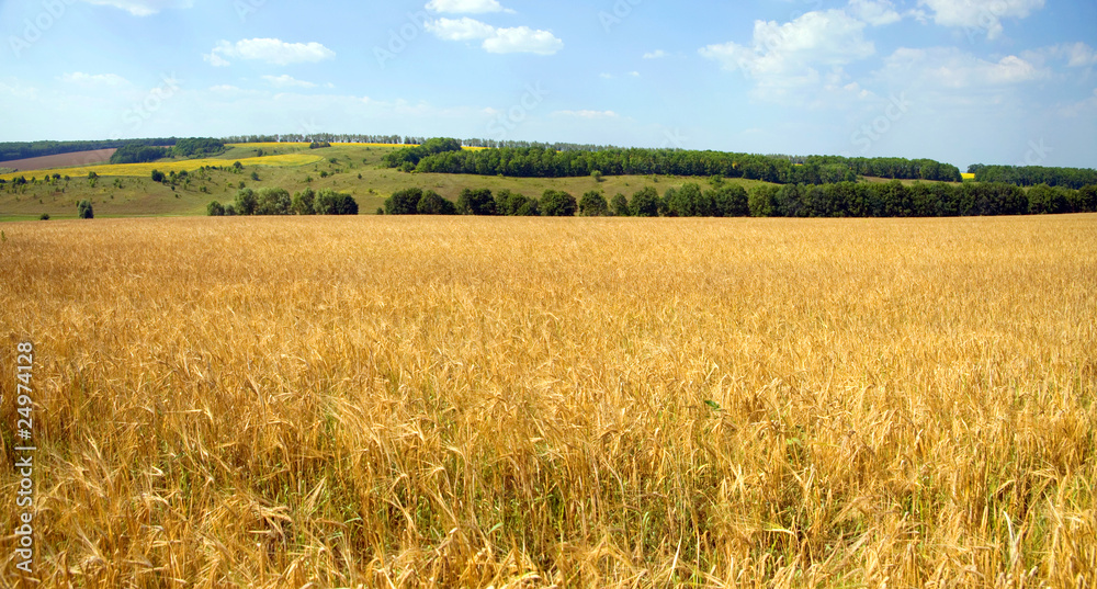Summer landscape a wheat field in Ukrainian Summer landscape a wheat field in Ukrainian