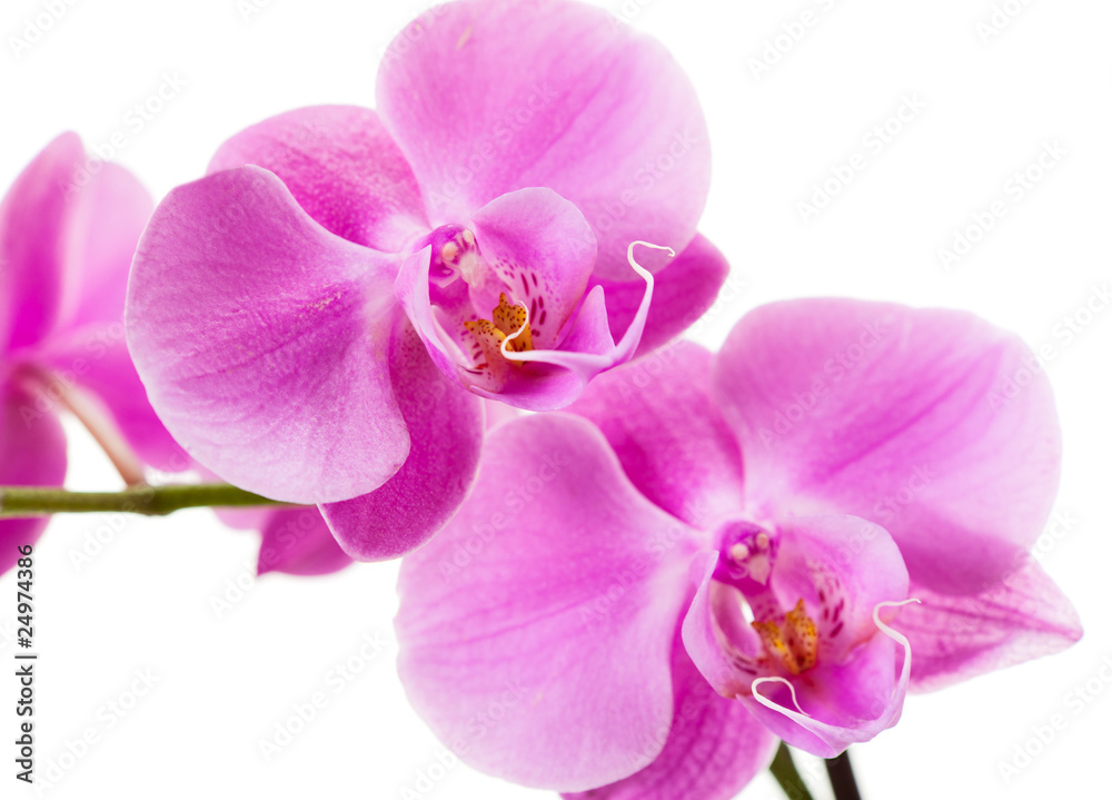 Fototapeta premium Purple orchid isolated on white background