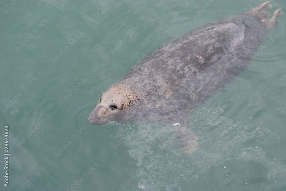Naklejka premium Sea Lion