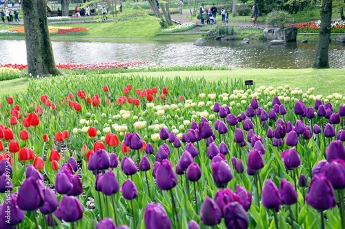 Purple, white and red tulips