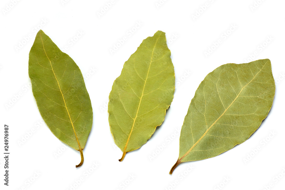 bay leaf