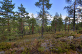 Norwegian woods