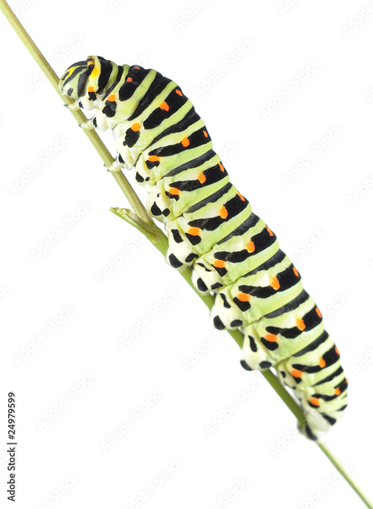 Fototapeta premium raupe nimmersatt