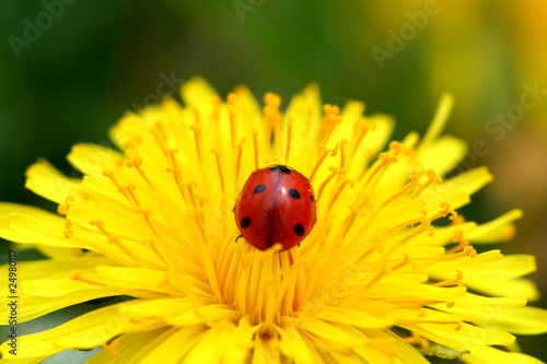 ladybug on dandelion