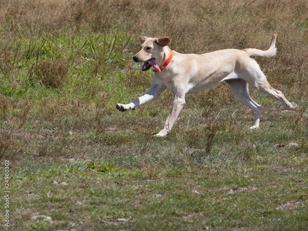 Yellow Lab Running with tongue hanging