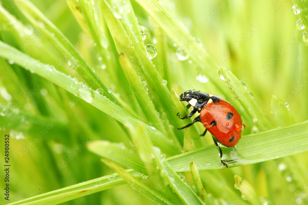 Fototapeta premium ladybug on grass