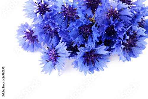 cornflowers © matka_Wariatka