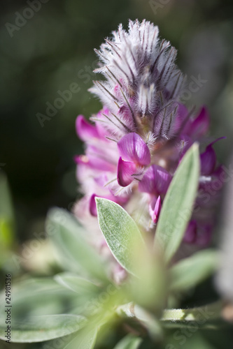 ebenus cretica photo