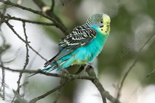 Parrot on branch © prentiss40
