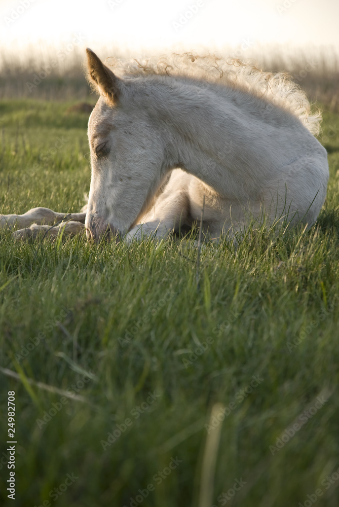Fototapeta premium beautiful white foal resting on the grass