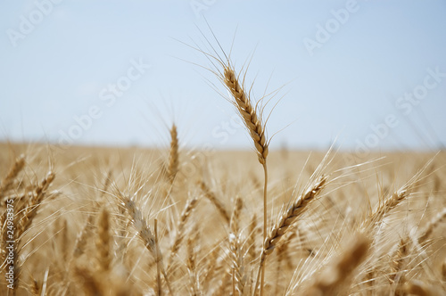 Wheat field