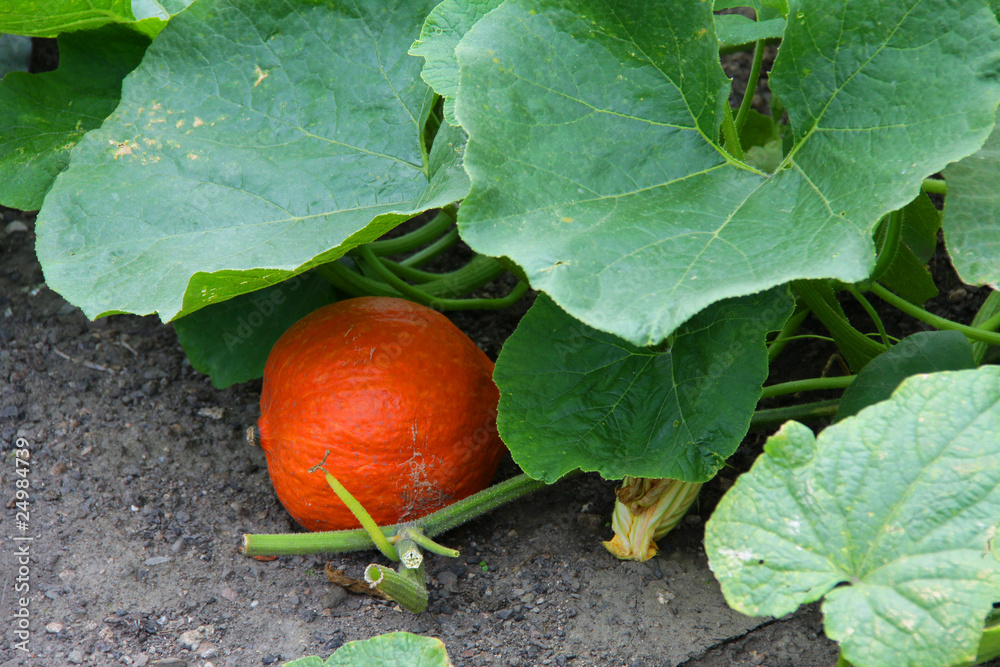 Obraz premium Kürbis Beet