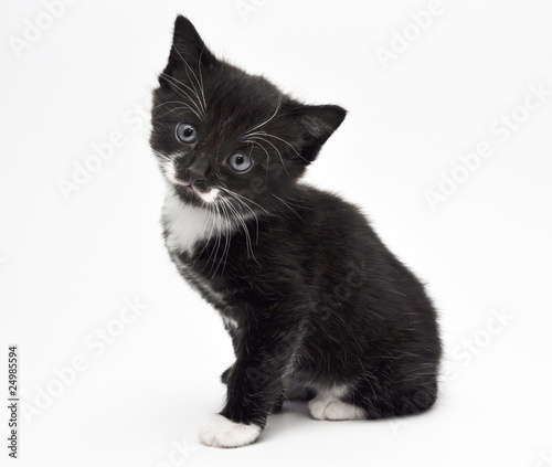 kitten
