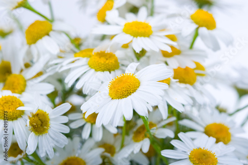 Beautiful wild daisies