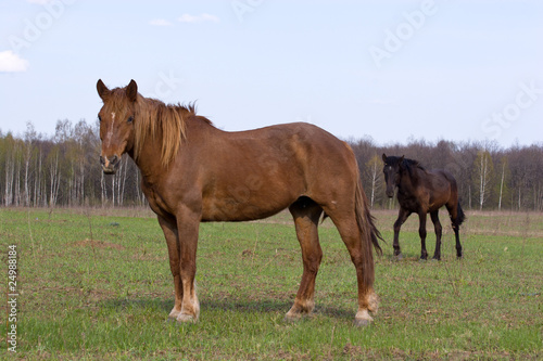 Horse (Equus caballus)