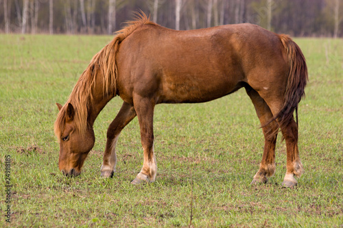 Horse (Equus caballus) © fotoparus