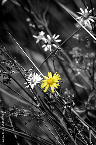 Single Yellow Flower