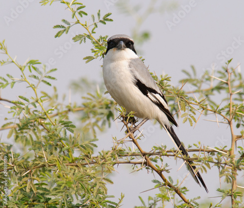 Southern Grey Shrike Lanius meridionalis © Dubults