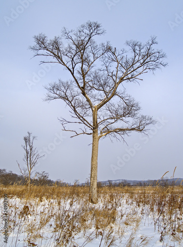 Lonely tree in the winter
