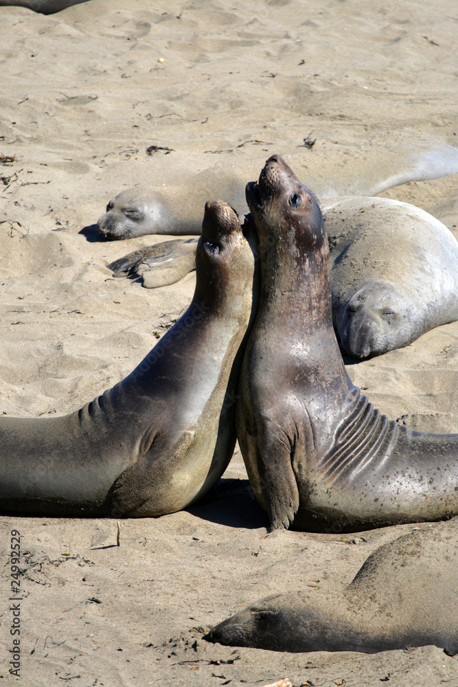 Obraz premium Sea lions at the Pacific Coast, California, USA..