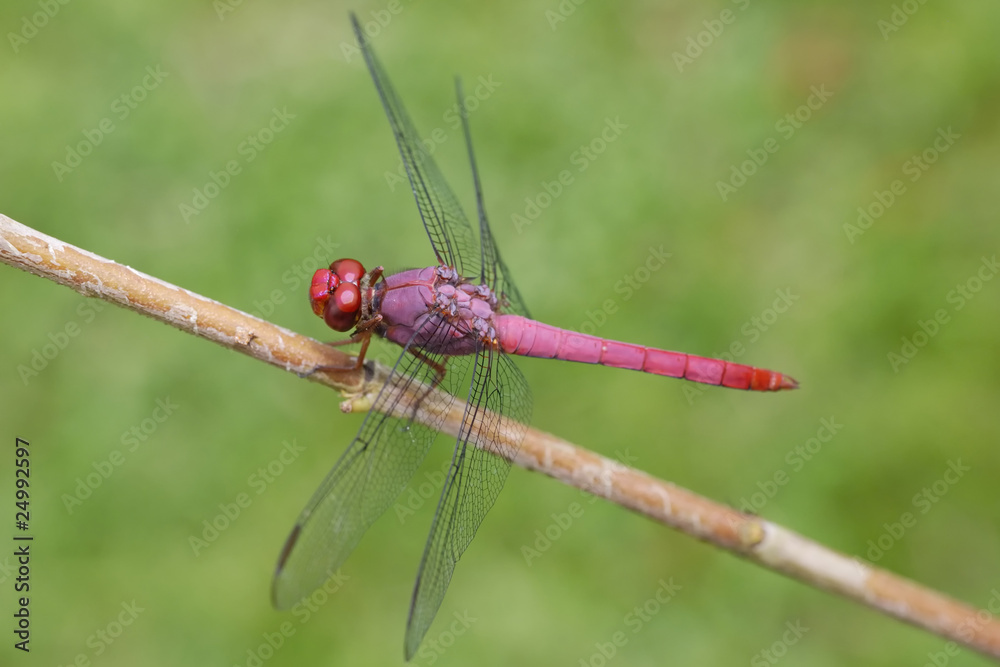 Libellula Libellula