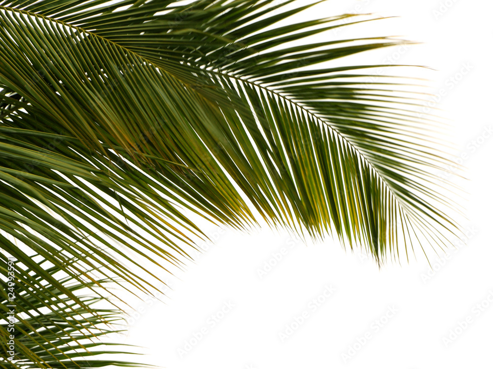 feuille de palmier, fond blanc