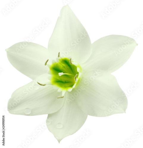 fleur blanche lys de l'Annonciation, fond blanc