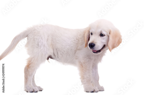Puppy Golden Labrador