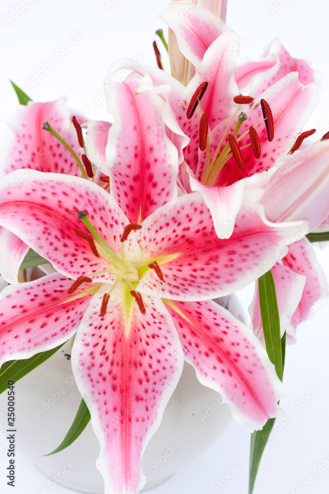 pink lily