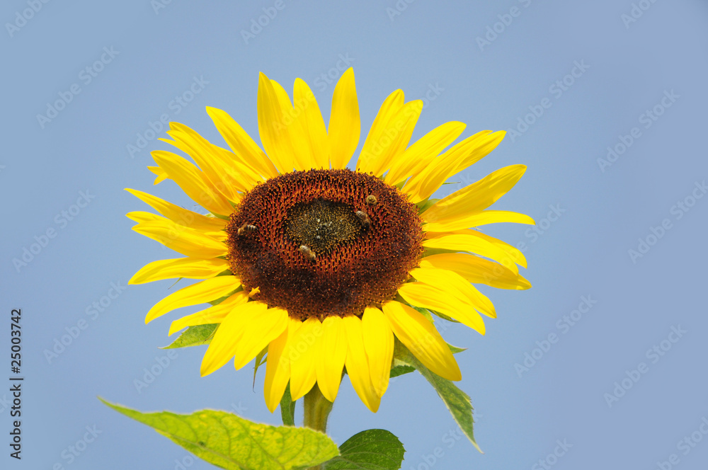 Sunflower Sunflower