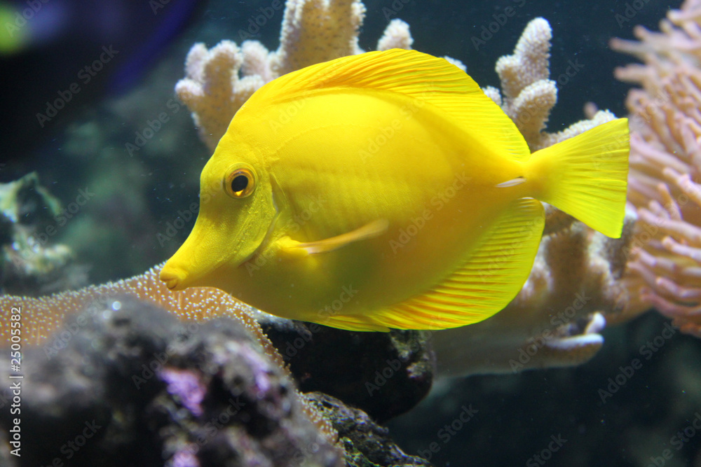 Fisch Fisch