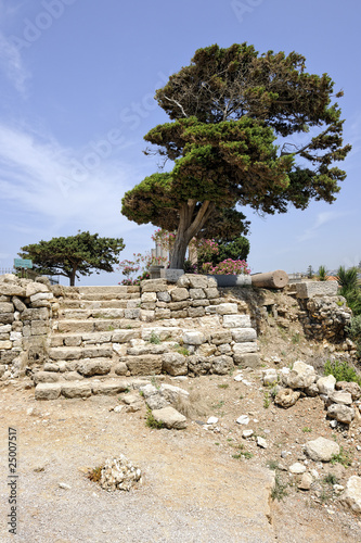 Cèdre et vieil escalier sur le site archéologique de Byblos