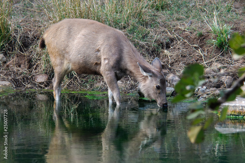 Sambar Cervus unicolor photo