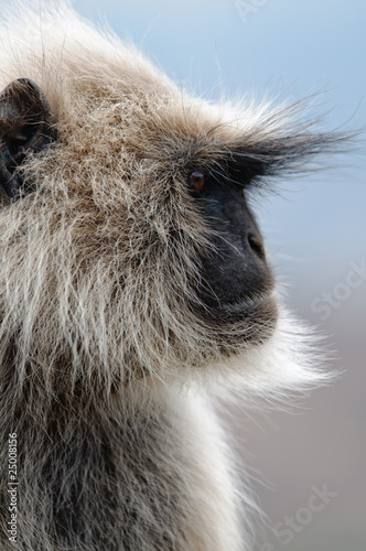 Hanuman Langur Semnopithecus entellus