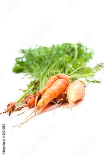 Carrot